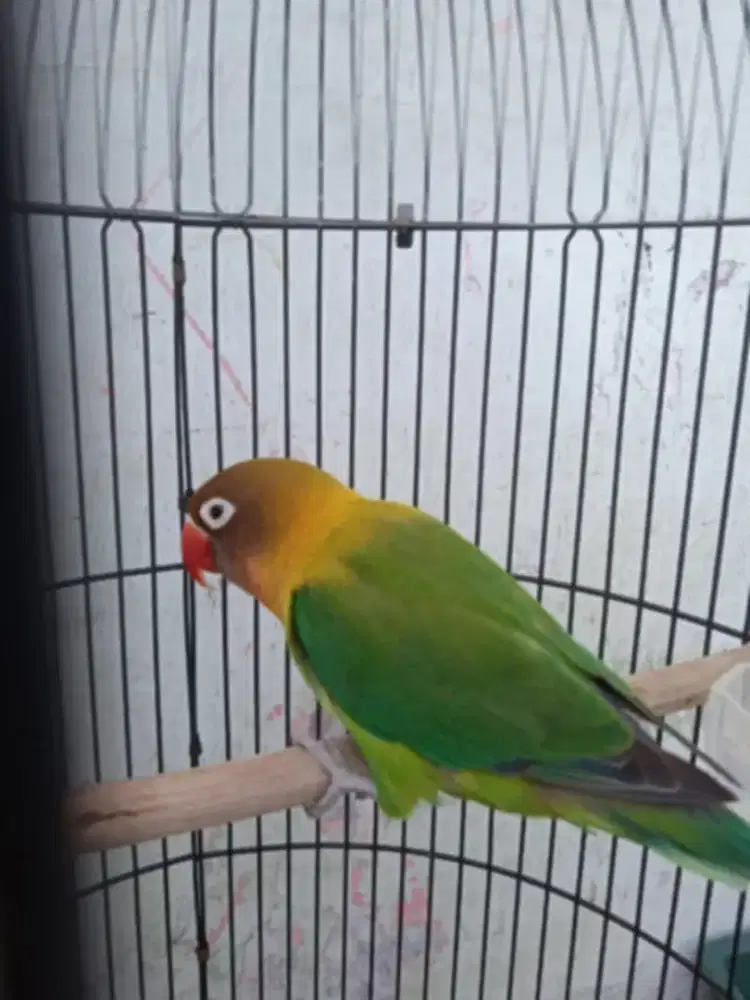 Burung lovebird betina mapan aktif gacor