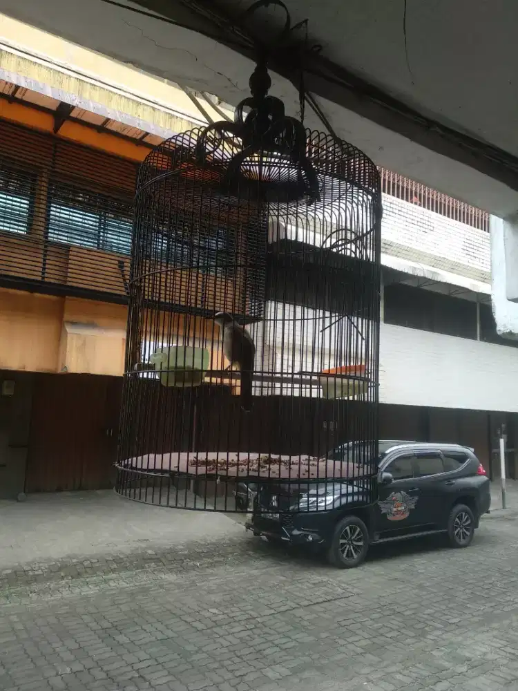 Jual cepet aja ni burung trucukan sudah mulai gacor