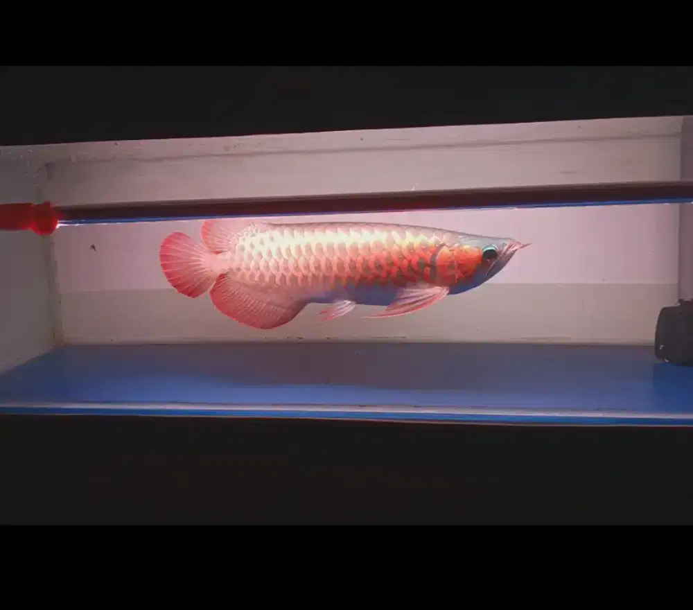 Arwana Super Red Jumbo 48-50cm
