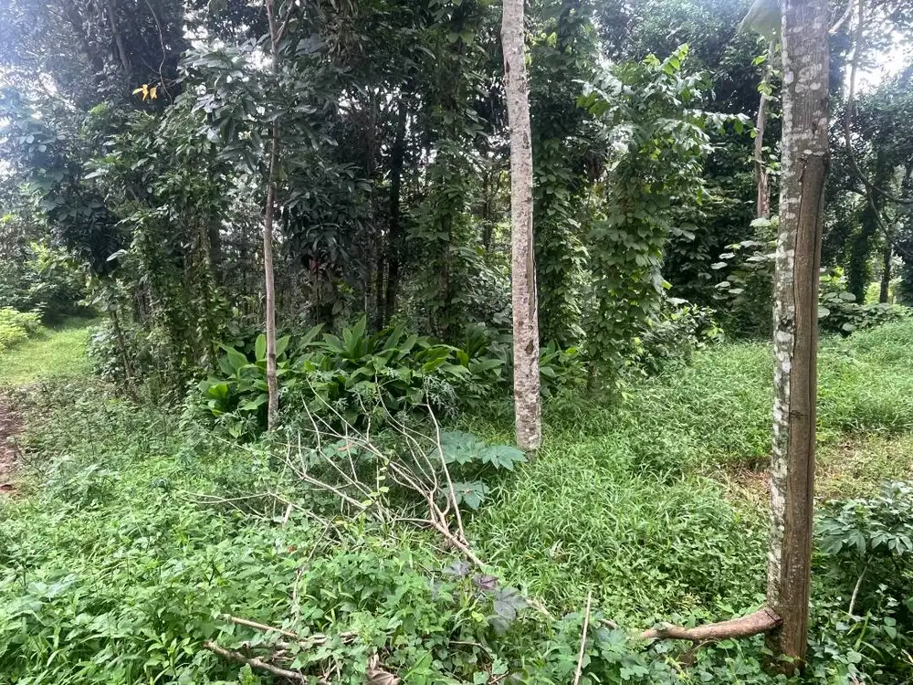 Tanah Lahan Perkebunan Ungaran 500 M Persegi