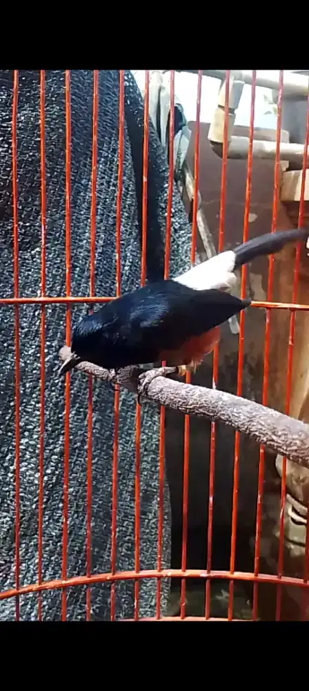 Muray Balak 8 siap Gas