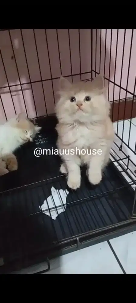 KITTEN PERSIA LONGHAIR