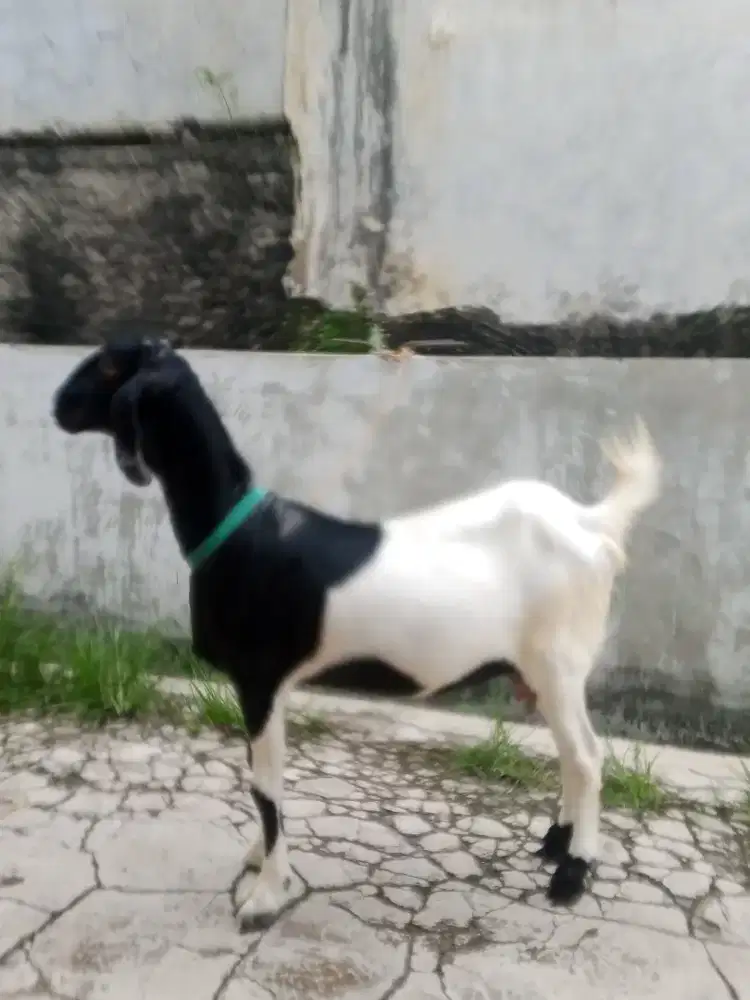 Kambing etawa betina