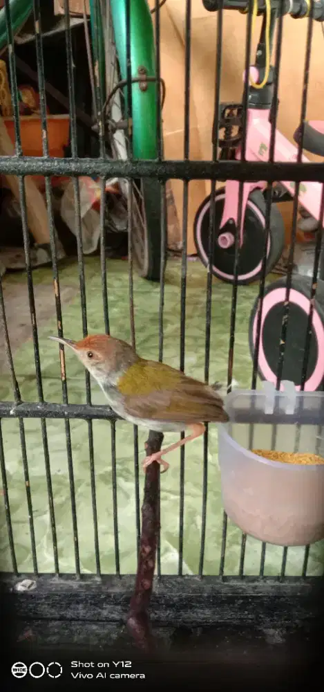 jual burung prenjak emas jantan bunyi makan pur