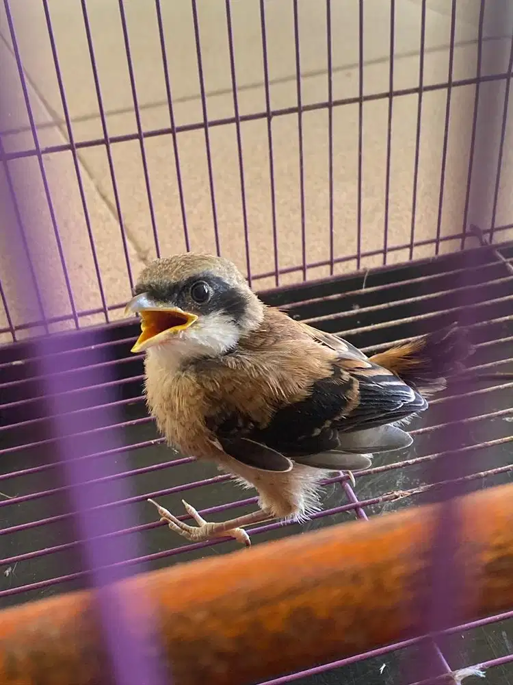 Anakan Cendet/pentet sibak gam semi loloh