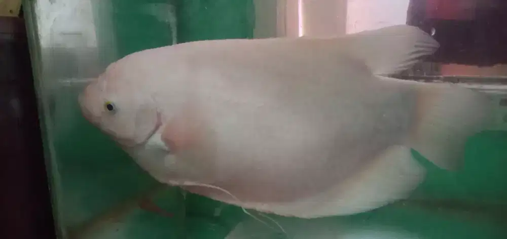 Gurame padang hias big size