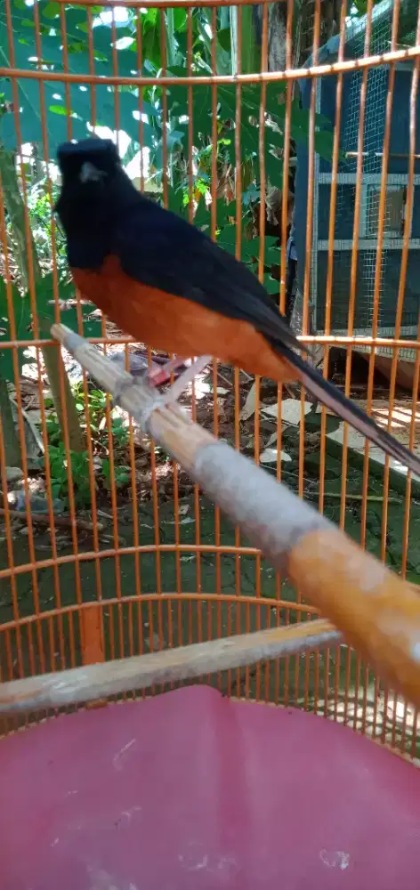 Muray batu muda prospek