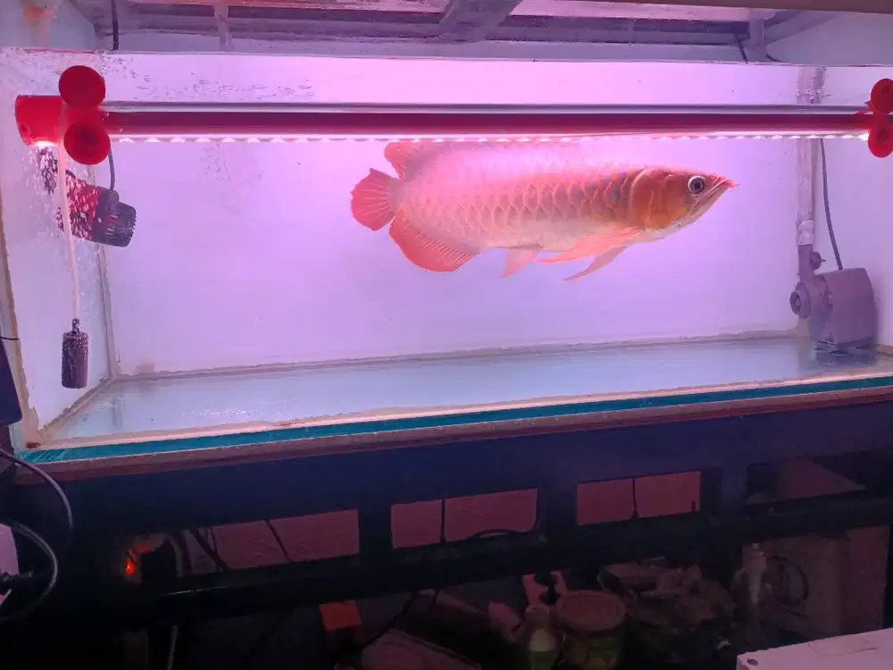 Arwana super red blue base