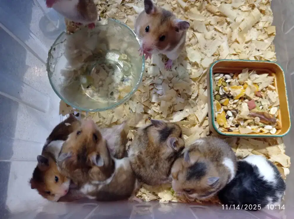Hamster syrian anggota