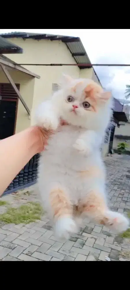 Kitten Persia Flatnose