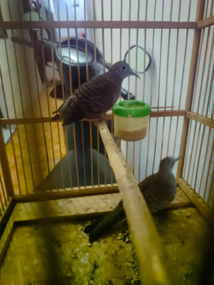 Kotot lokal alam tumbak cucuk an