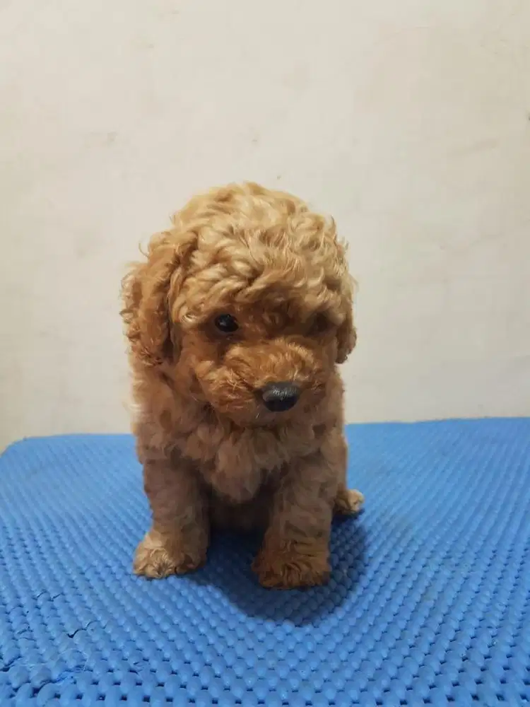 Red Toy Poodle Betina