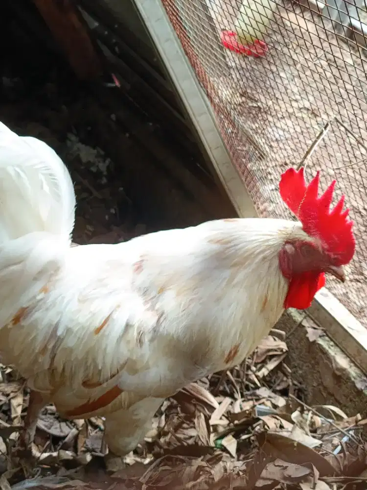 Indukan ayam Elba jantan good quality