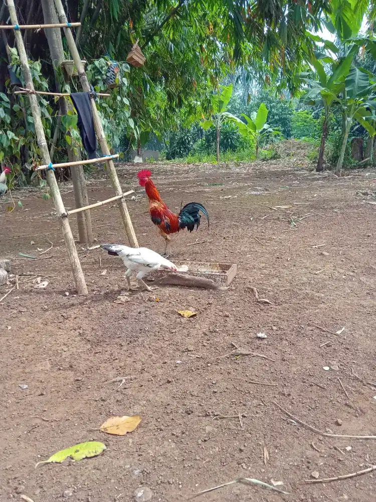 Ayam kampung jago