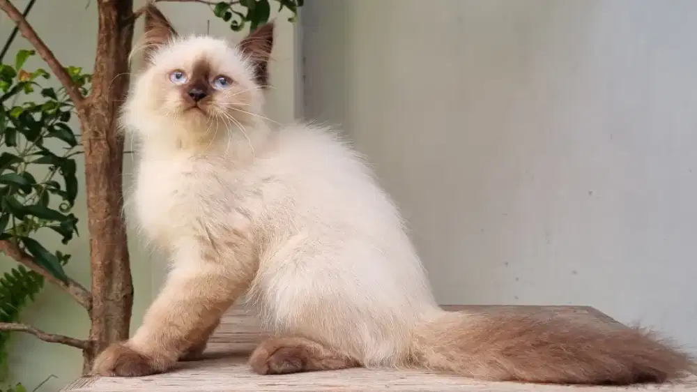 KITTEN PERSIA MEDIUM JANTAN 3 BULAN HIMALAYA SEAL POINT