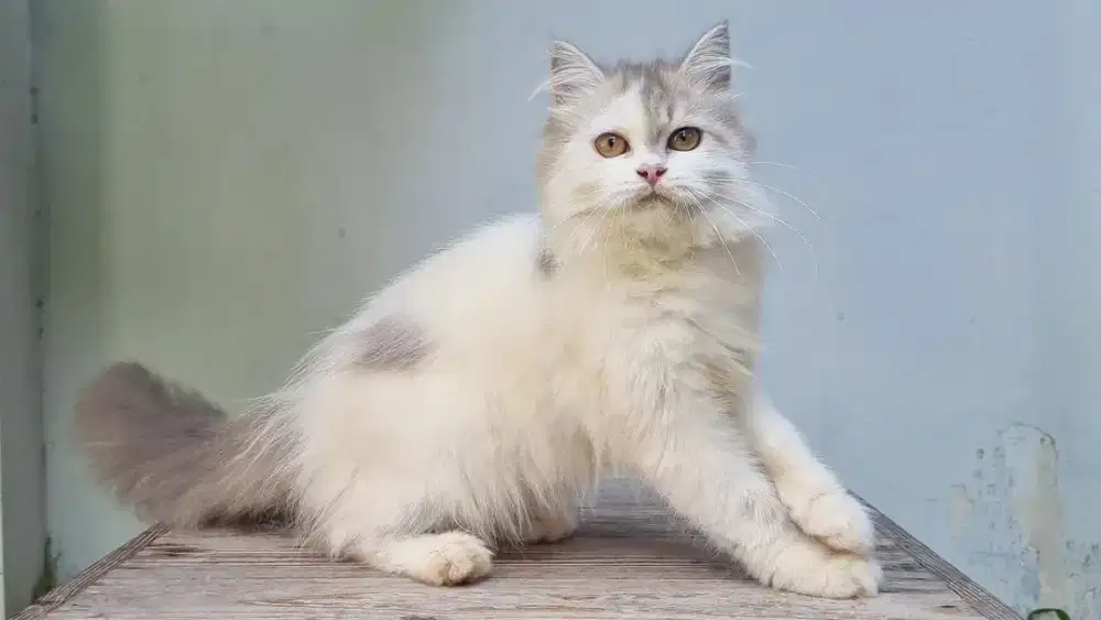 KITTEN PERSIA MEDIUM BETINA 3 BULAN BICOLOR BLUE