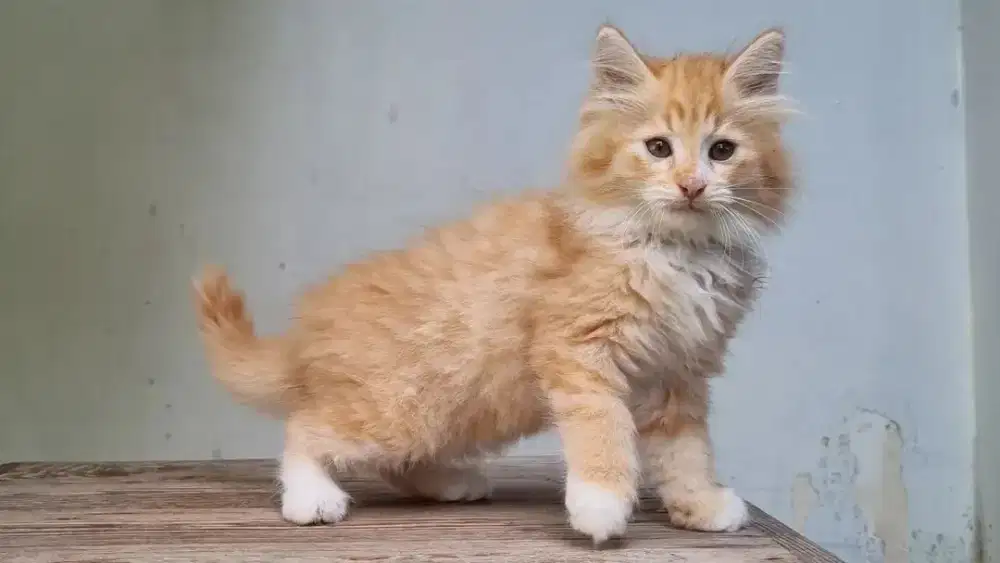 KITTEN PERSIA MEDIUM BETINA 2 BULAN RED TABBY