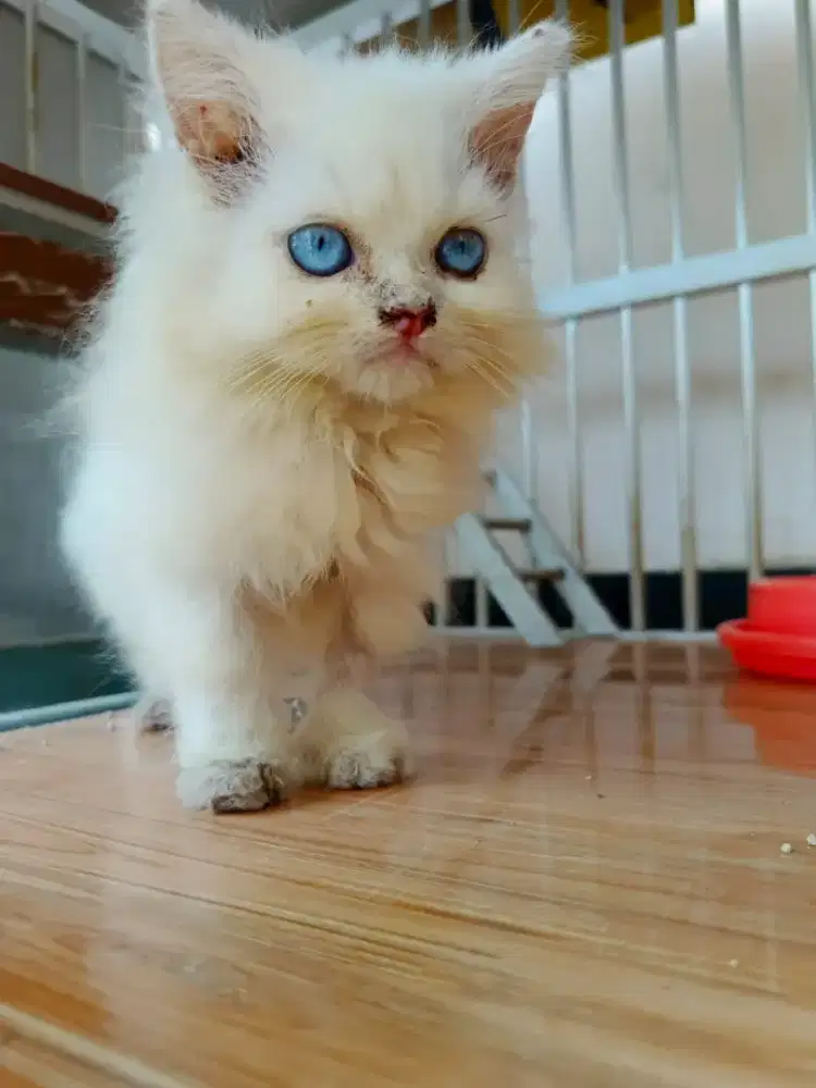 Kitten jantan himalaya mix persian