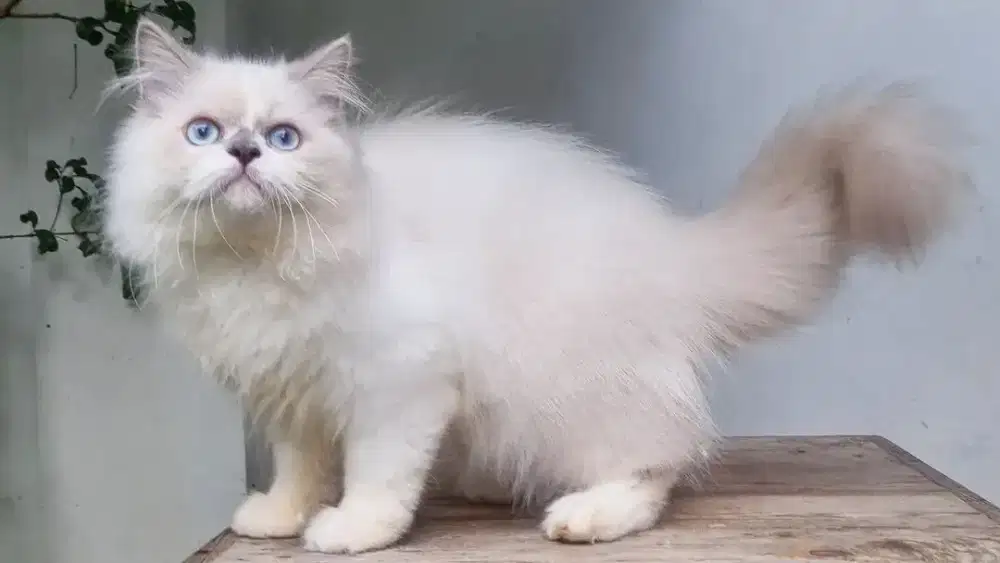 KITTEN PERSIA MEDIUM JANTAN 5 BULAN HIMALAYA