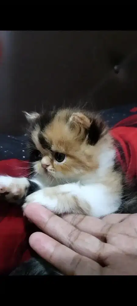 Kitten Persia Flatnose