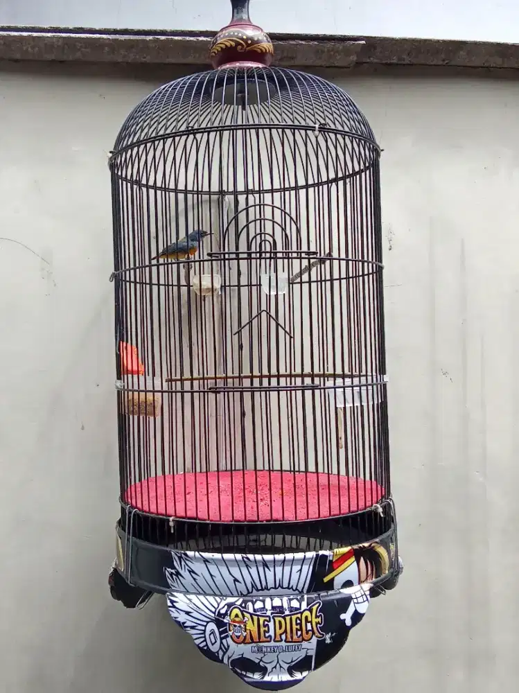 burung kemade bunga api