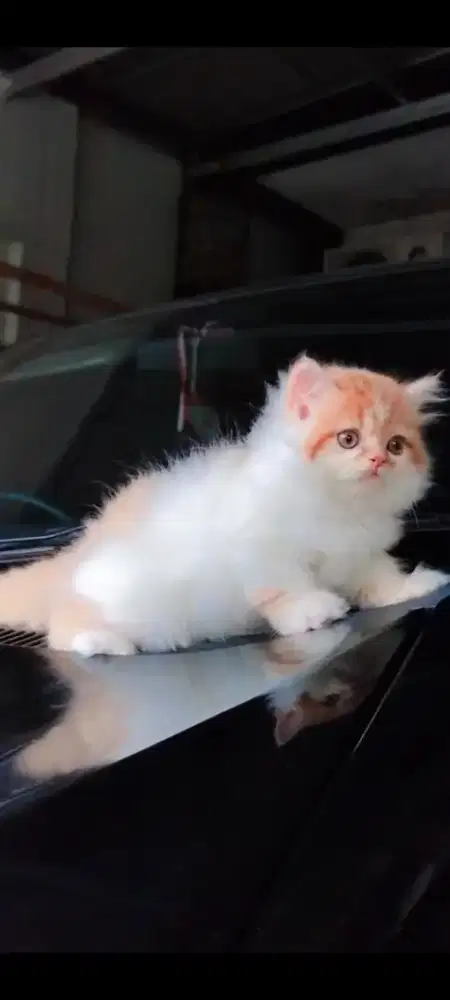 Kitten Persia Flatnose