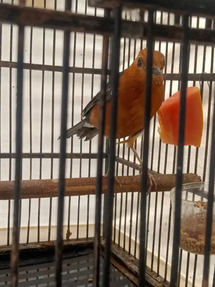 Anis merah nitik fullset