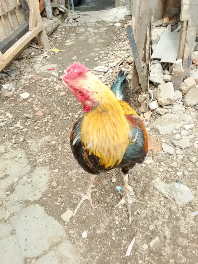 Pny jago Mangon UK 4 umur 7 bln mental aman.mnesny kkny lemes.mnt wa