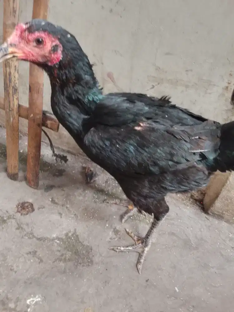 Pny biangan BK Mangon sdh pernh produksi 1x. Bdy gede mnt wa