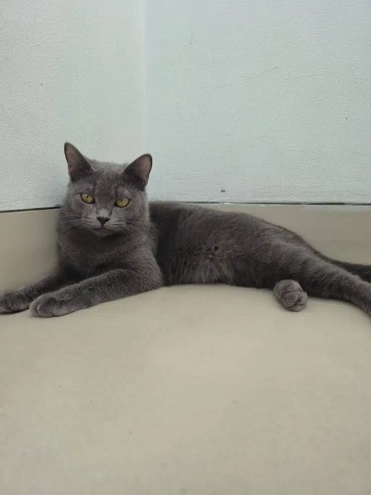 Kucing Russian blue betina