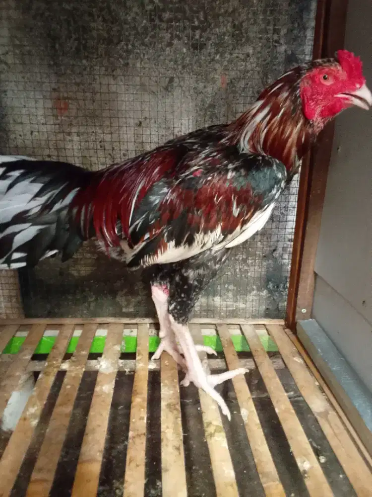 Pny jago jenis BK klasik.uk 5 umur 7 bln mntl aman bdy sedeng mnat wa