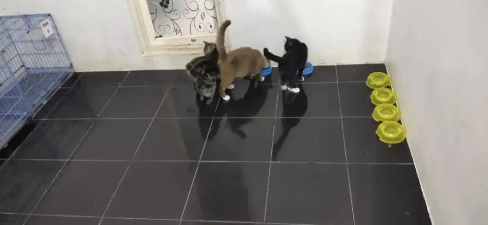 Lowongan Groomer dan Perawat Hewan Shelter