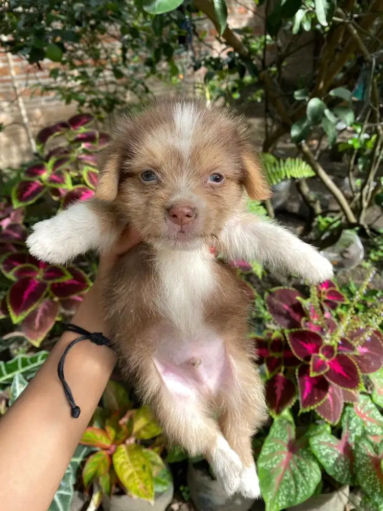 ANAK ANJING SHIH TZU X POODLE