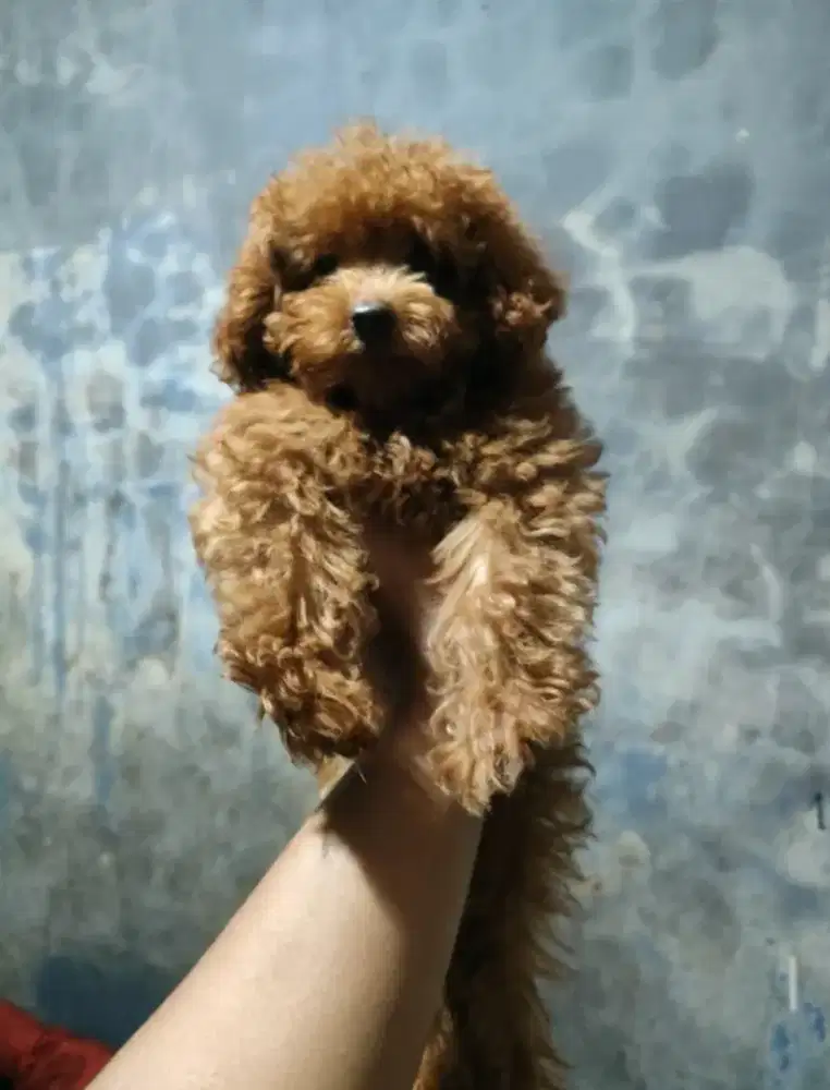 Puppy Tini Poodle