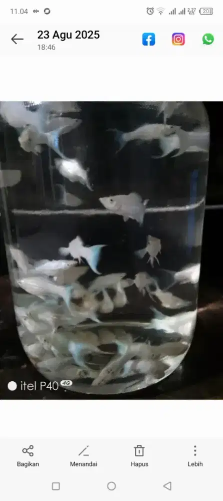 Ikan hias moli cawang