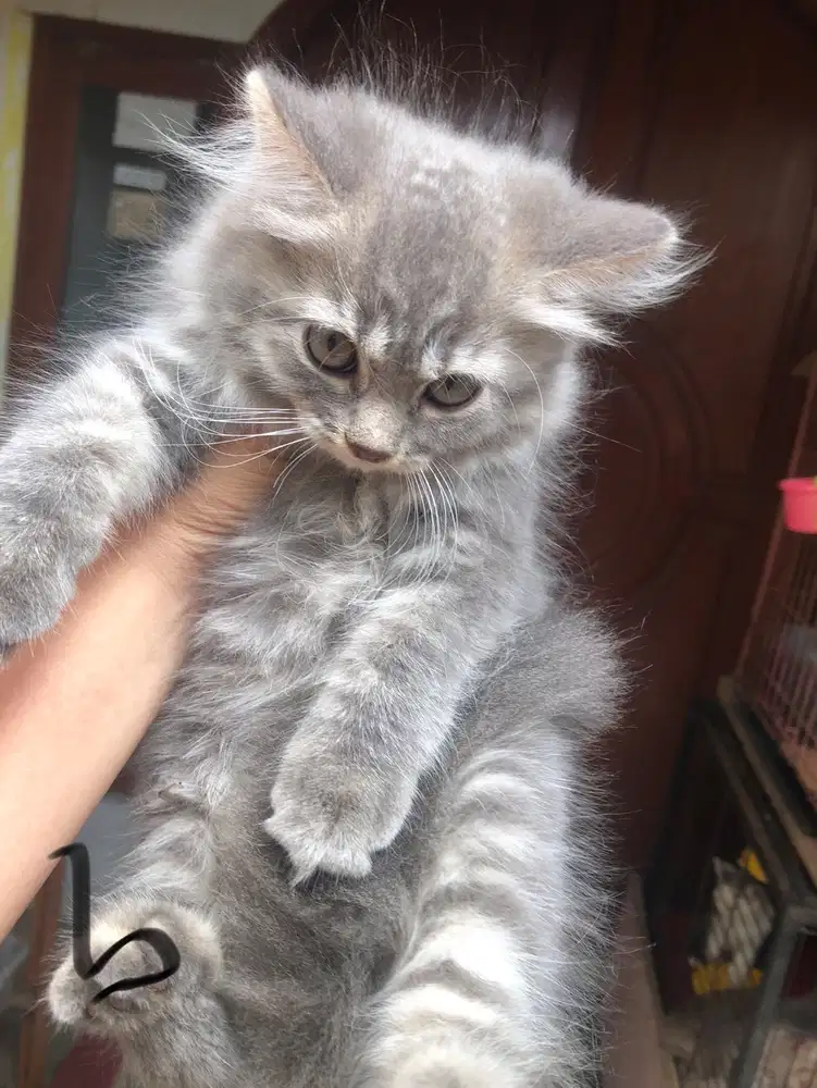 Kitten persia abu*