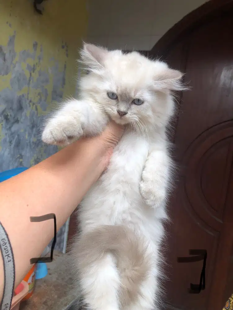 Kitten sepasang himalaya putih