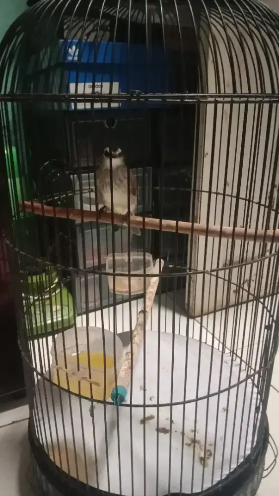 Burung trucukan/trocok