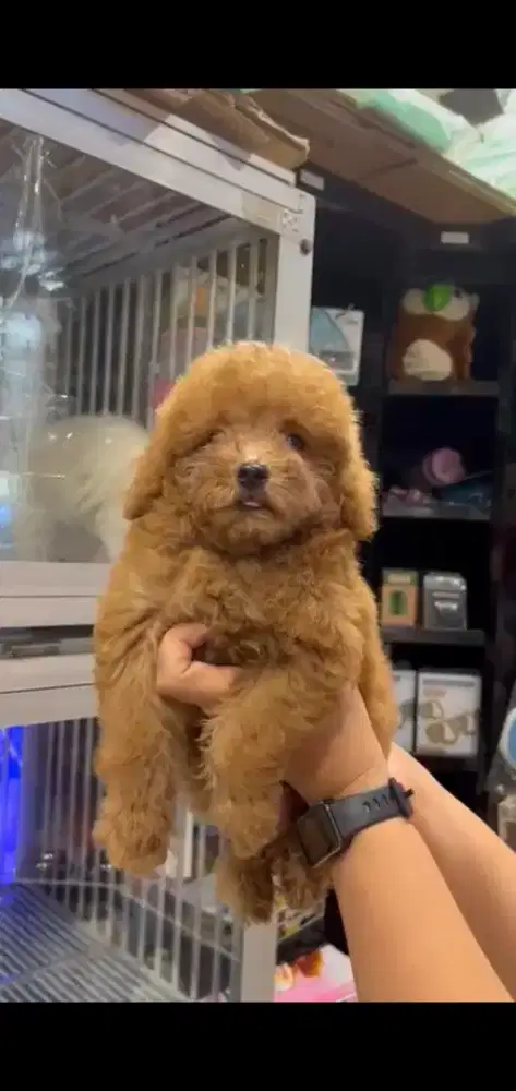 Tiny poodle jantan dan betina