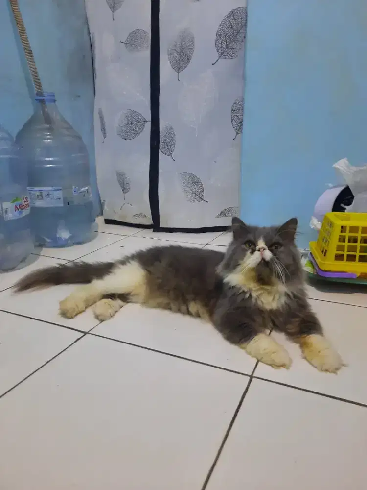 Pearsian peaknose bicoulor