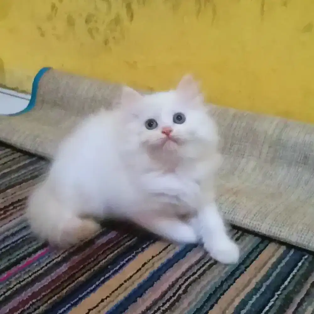Kucing Persia Himalaya Red Point