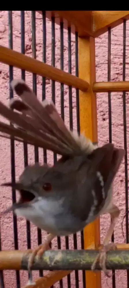 BURUNG CIBLEK GACOR NGADU MULUS