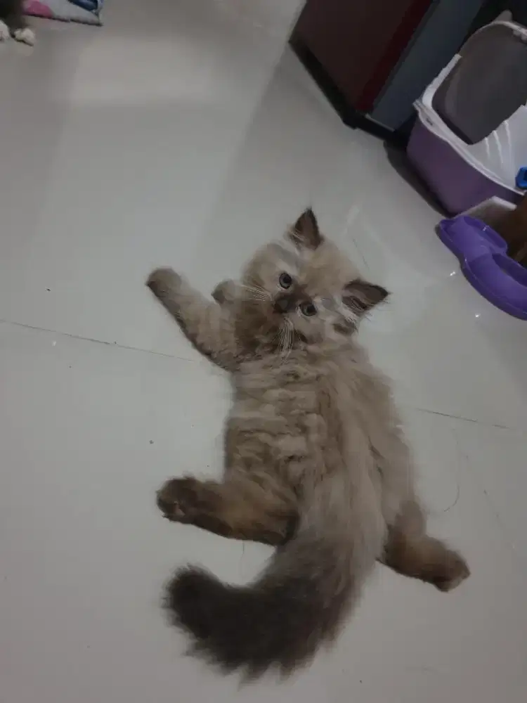 Kitten kucing persia himalaya cinnamon coklat