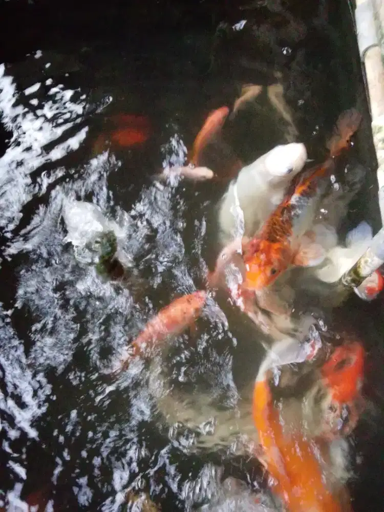 Ikan Koi motif original