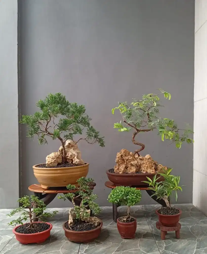 Bonsai mini cantik ada 6 pohon