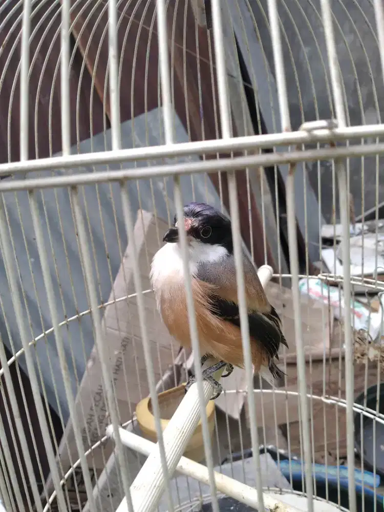 Trotolan anak burung Cendet