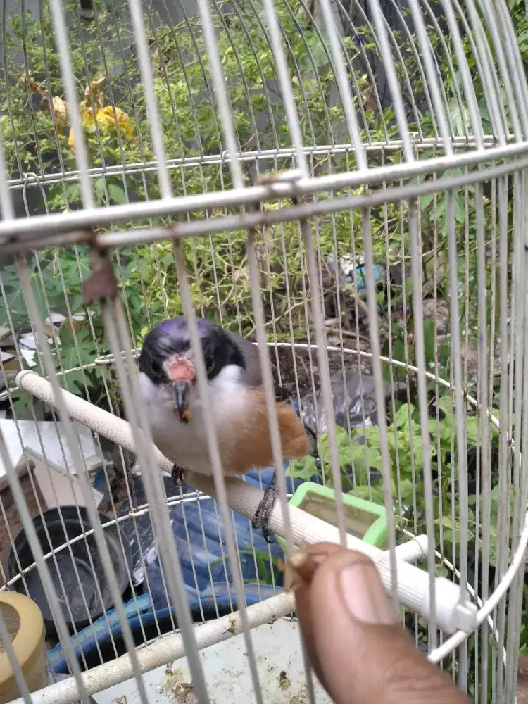 Trotolan anak burung Cendet