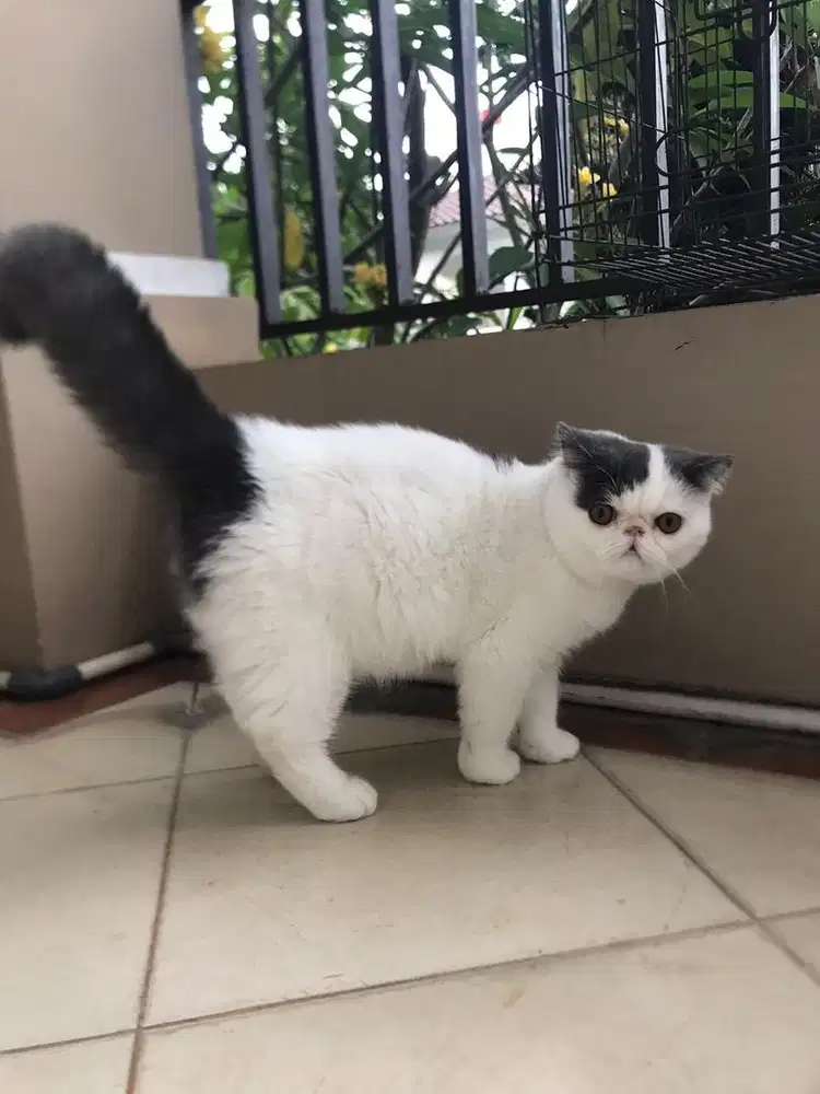 Kitten Male Exotic 6 bulan ( PED )