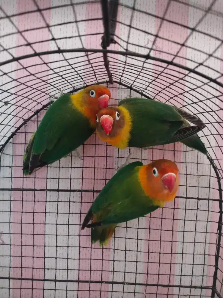 Lovebird Jantan dewasa split Bio