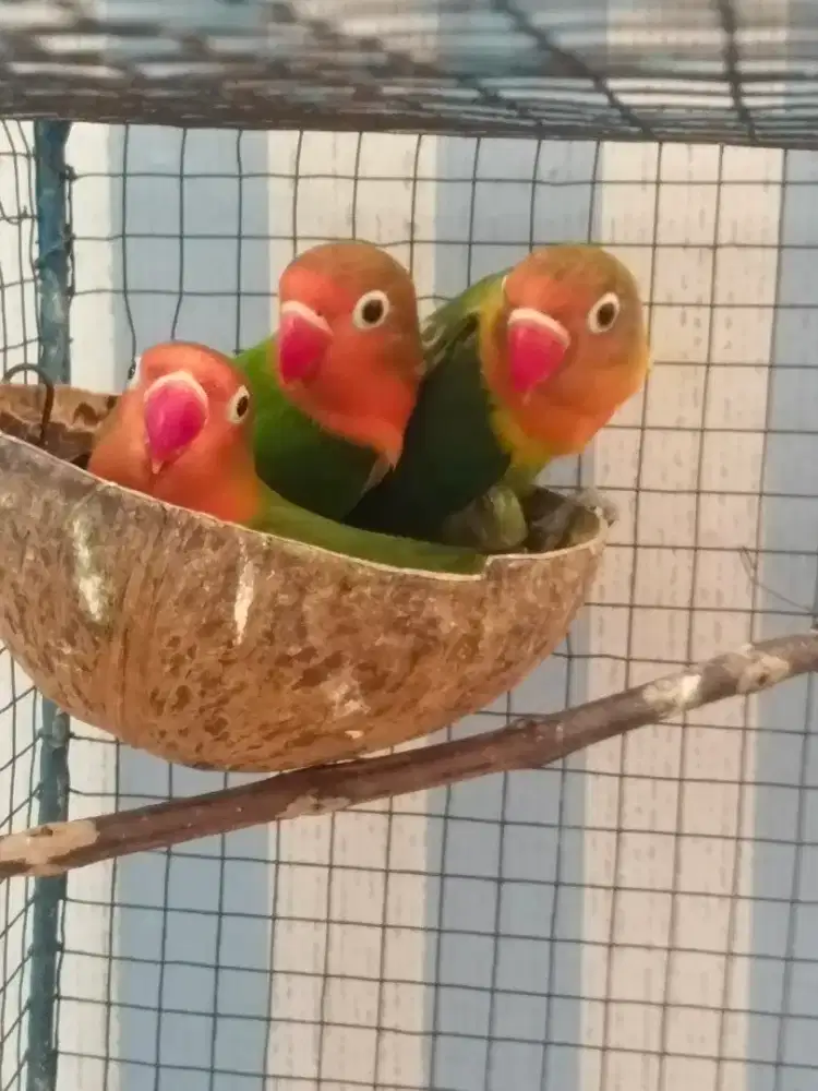 Paud lovebird ijo ijo